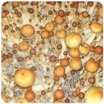 Псилоцибиновые (галлюциногенные)  грибы Psilocybin "Golden Teacher" в Богдановиче